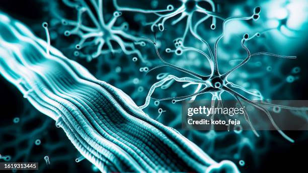 neuromuscular junction - nervous tissue stock pictures, royalty-free photos & images