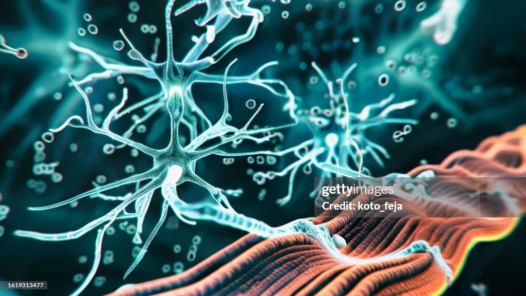Neuromuscular Junction