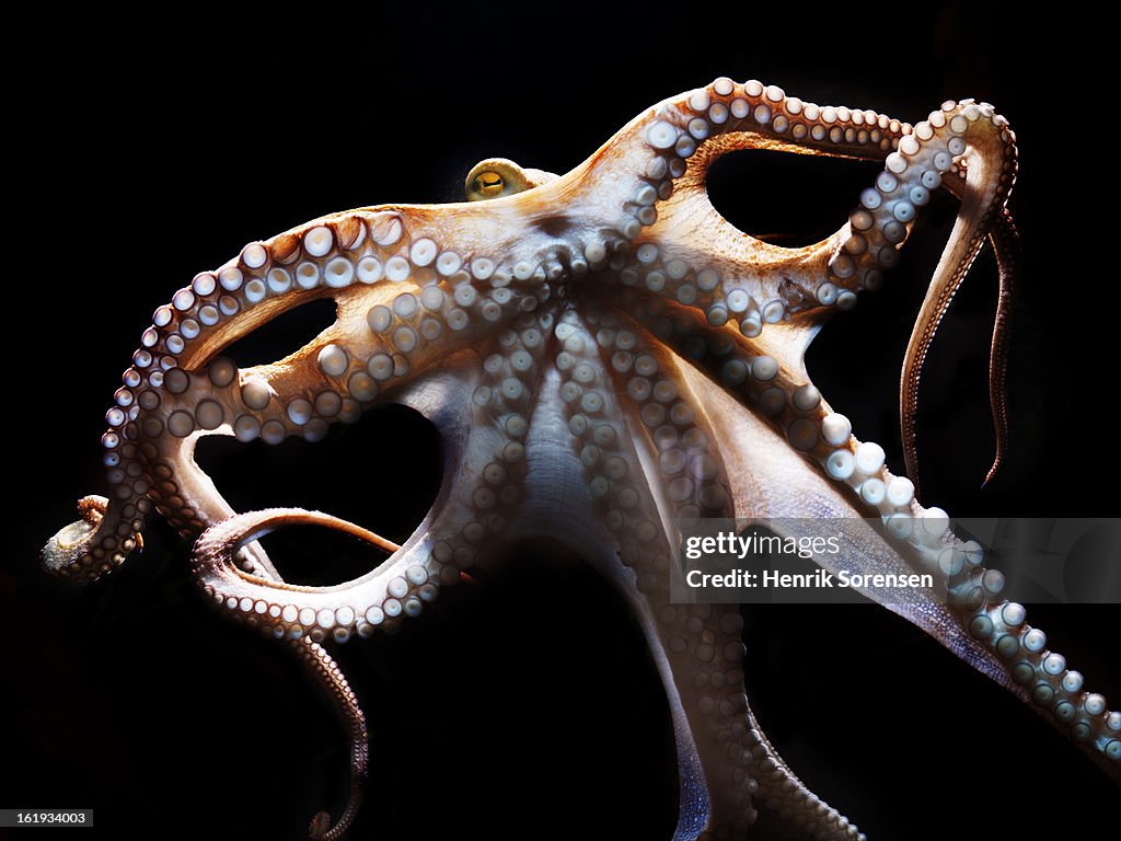 Common octopus, Octopus vulgaris