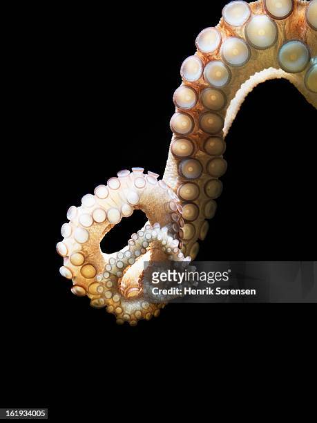 common octopus, octopus vulgaris - zuignap stockfoto's en -beelden