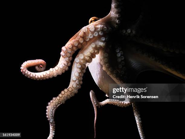 common octopus, octopus vulgaris - pulpo fotografías e imágenes de stock