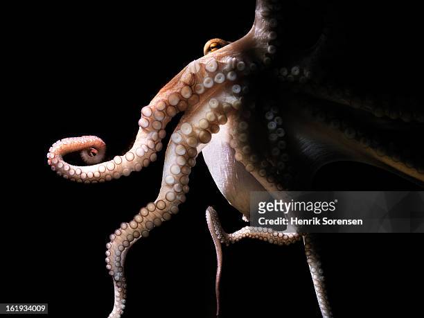 common octopus, octopus vulgaris - octopus foto e immagini stock