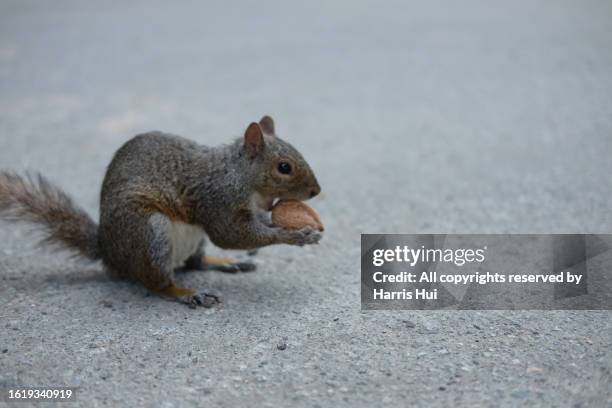 are you nuts? - richmond british columbia stock pictures, royalty-free photos & images