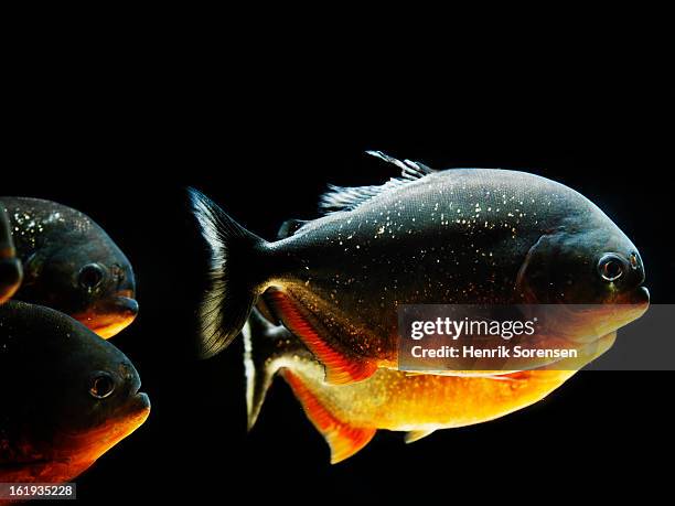 red piranha, pygocentrus nattereri - cypriniforme photos et images de collection