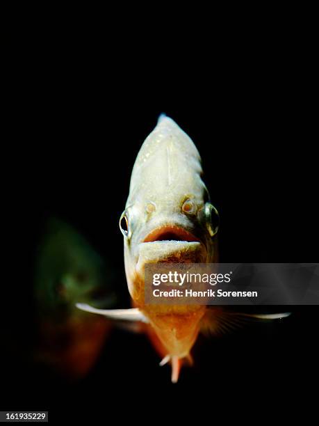 red piranha, pygocentrus nattereri - cypriniforme photos et images de collection