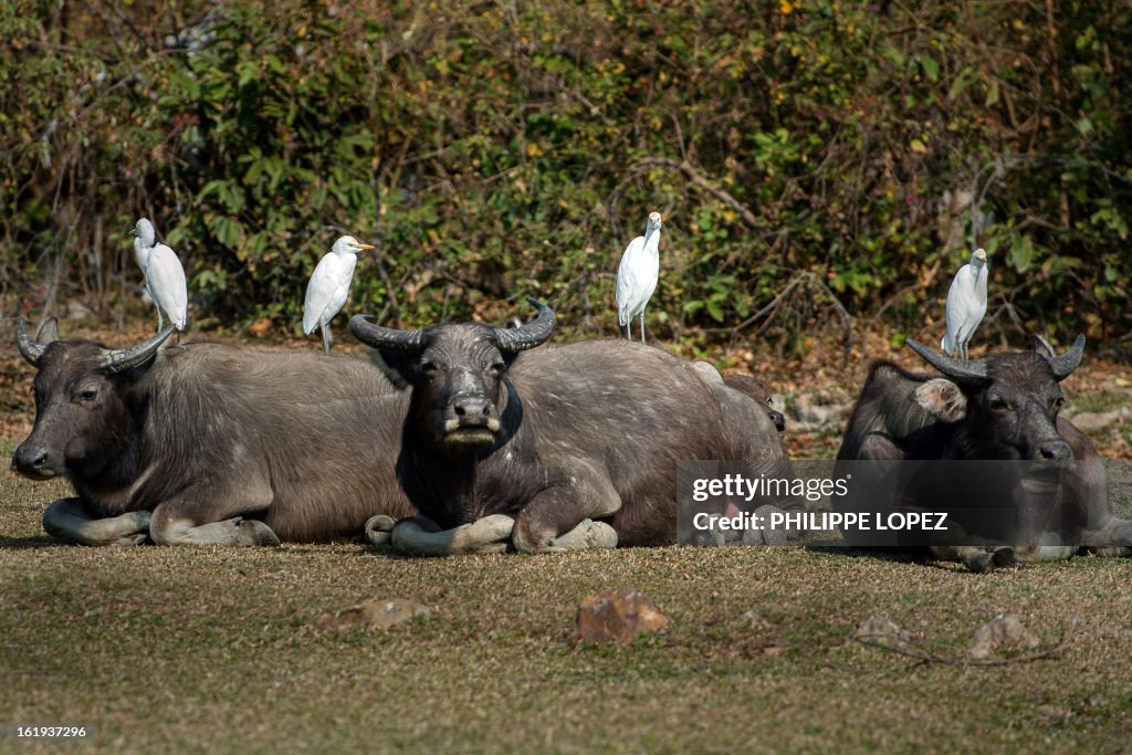 HONG KONG-ENVIRONMENT-ANIMALS-BUFFALOS