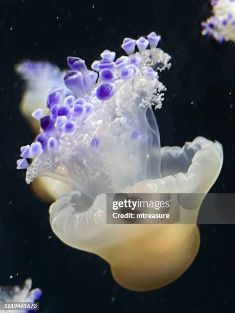 close-up image of smack of fried egg jellyfish (cotylorhiza tuberculata) pulsing upside down through the water, marine aquarium, saltwater tank, black background, focus on foreground - upside down jellyfish bildbanksfoton och bilder