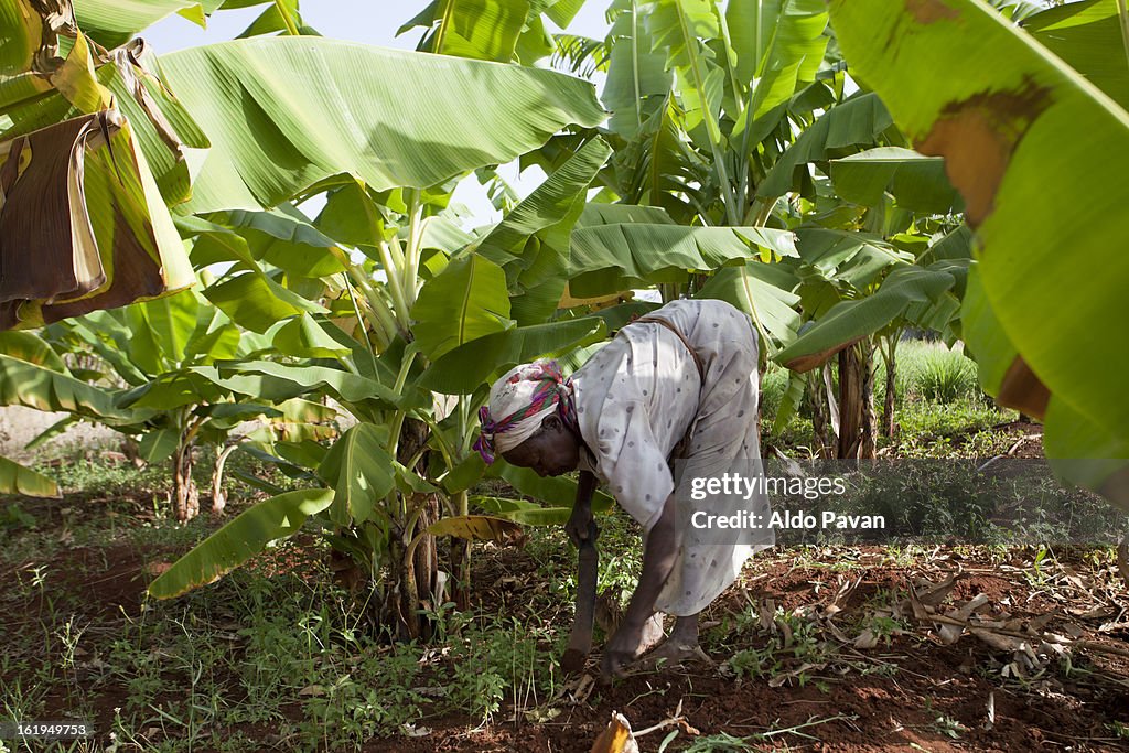 Kenya, Meru, farmer Esther Kaumbuthu