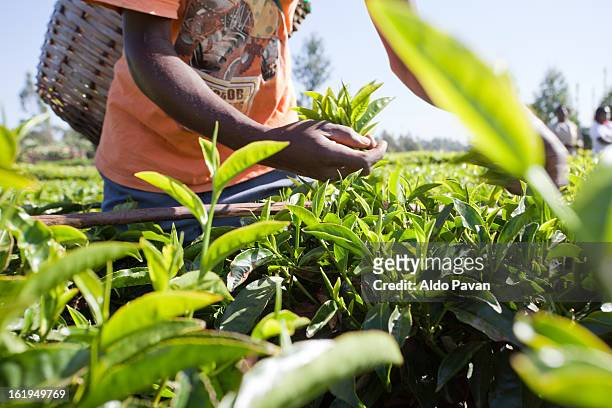 kenya, meru, tea picking - agriculture africa stock pictures, royalty-free photos & images