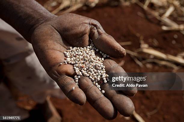 kenya, meru, seeds of millet in the hand of a farm - millet stock pictures, royalty-free photos & images