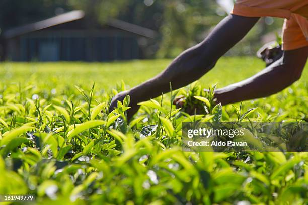 kenya, meru, tea picking - tea crop stock pictures, royalty-free photos & images