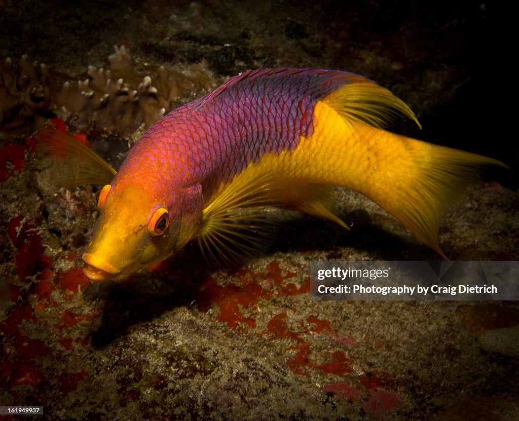 Underwater Rainbow