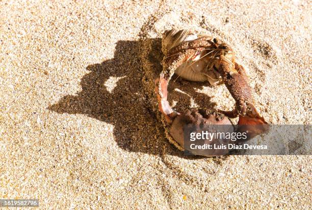 hermit crab and crab on the beach - crab fight stock-fotos und bilder