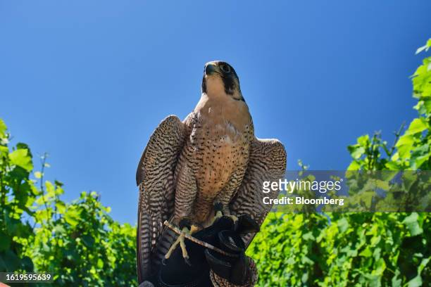 Peregrine falcon in West Linn, Oregon, US, on Thursday, July 6, 2023. Falconers often use trained falcons, hawks and owls as security guards to...