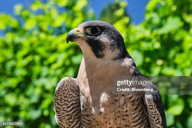 Peregrine falcon in West Linn, Oregon, US, on Thursday, July 6, 2023. Falconers often use trained falcons, hawks and owls as security guards to...