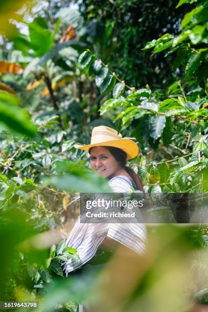 a young woman collecting coffee beans in a coffee harvest - redneck women stock pictures, royalty-free photos & images