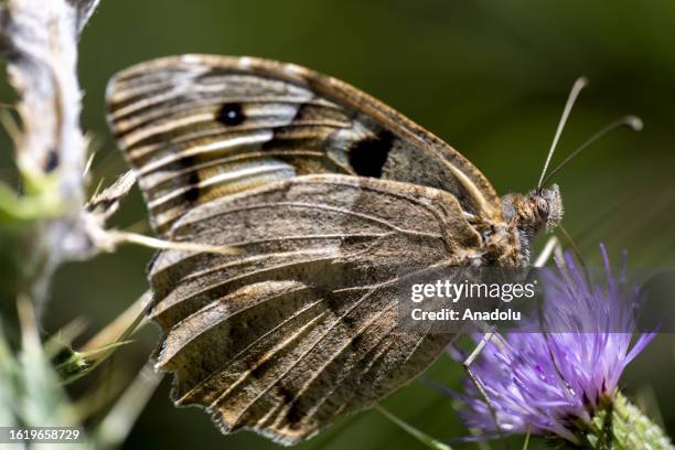 Hipparchia fatua, or Freyer's grayling, butterfly of the family Nymphalidae is seen in Hadim district of Konya, which hosts hundreds of butterfly...
