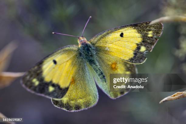 Colias croceus, clouded yellow, small butterfly is seen in Hadim district of Konya, which hosts hundreds of butterfly species, on August 23, 2023.