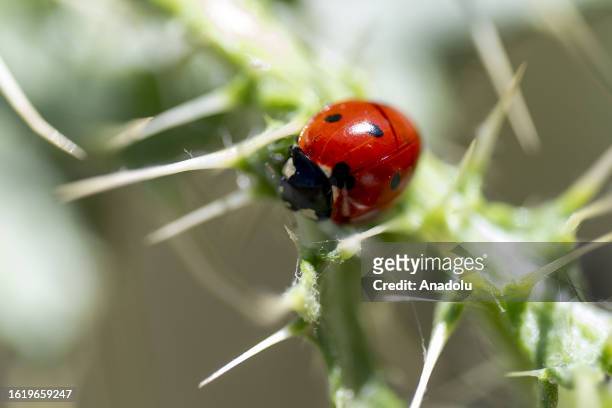 Ladybug is seen in Hadim district of Konya, which hosts hundreds of butterfly species, on August 23, 2023.