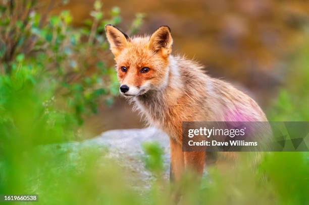 red fox in lofoten - nordland county photos et images de collection