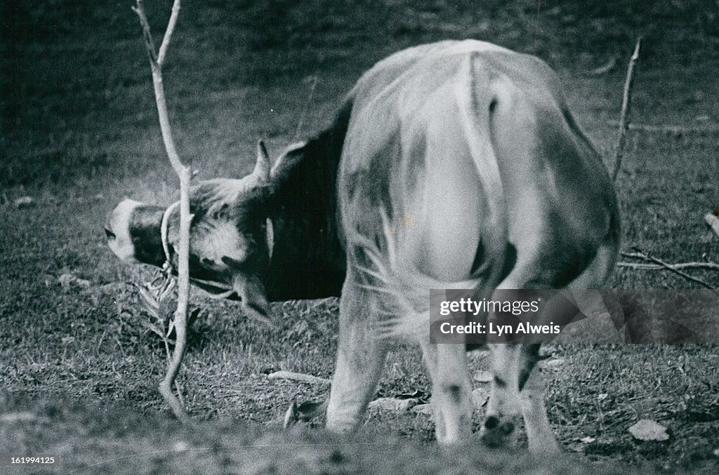 AUG 04 1977, AUG 5 1977; Here's How; Contentment isn't everything it's cracked up to be. Even a cow