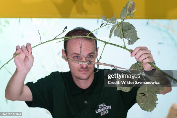 Tirachoiidea stick insect is measured during the annual weigh-in at ZSL London Zoo in London, United Kingdom on August 24, 2023. Every year keepers...