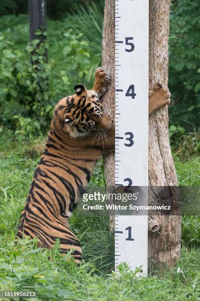 Sumatran tiger stands next to a ruler during the annual weigh-in at ZSL London Zoo in London, United Kingdom on August 24, 2023. Every year keepers...