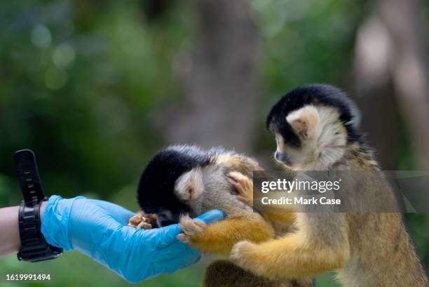 Keeper feeds a spider monkey with walnuts at London Zoo on August 24, 2023 in London, England. The annual weigh-in allows zookeepers and...