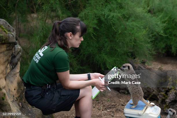 Keeper weighs a meerkat at London Zoo on August 24, 2023 in London, England. The annual weigh-in allows zookeepers and veterinarians to record vital...