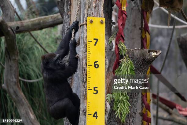 Gorilla seen in their compound at London Zoo on August 24, 2023 in London, England. The annual weigh-in allows zookeepers and veterinarians to record...