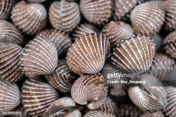 group of boiled ark clams before serving for food. - freshness guard stock pictures, royalty-free photos & images