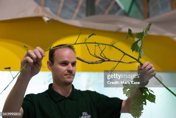 Keeper presents a stick insect to the media at London Zoo on August 24, 2023 in London, England. The annual weigh-in allows zookeepers and...