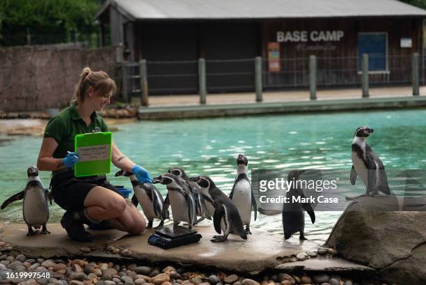 Keeper measures penguins at London Zoo on August 24, 2023 in London, England. The annual weigh-in allows zookeepers and veterinarians to record vital...