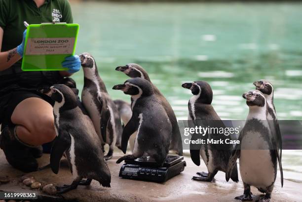 Keeper measures penguins at London Zoo on August 24, 2023 in London, England. The annual weigh-in allows zookeepers and veterinarians to record vital...