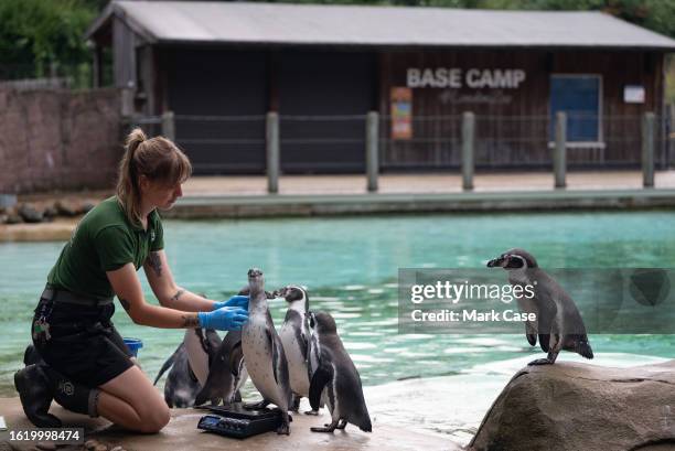 Keeper measures penguins at London Zoo on August 24, 2023 in London, England. The annual weigh-in allows zookeepers and veterinarians to record vital...