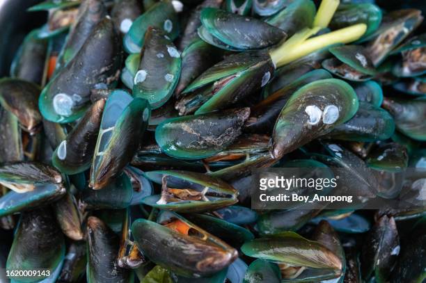 group of boiled mussels before serving for food. - freshness guard stock pictures, royalty-free photos & images