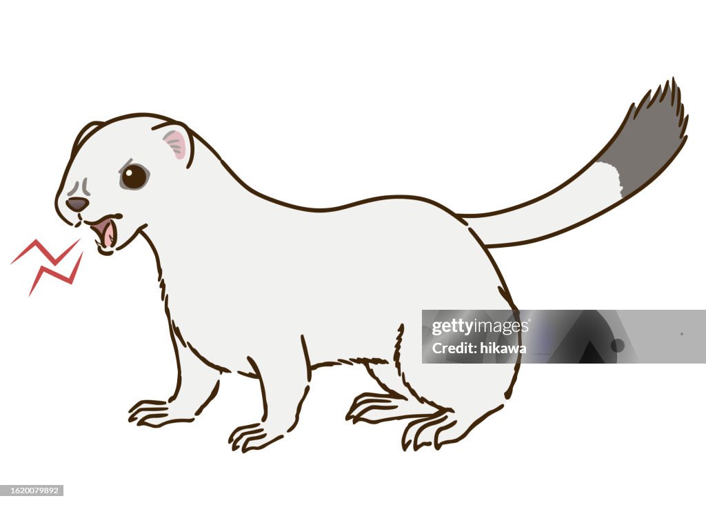 Aggressive Stoat Angry Stoat High-Res Vector Graphic - Getty Images