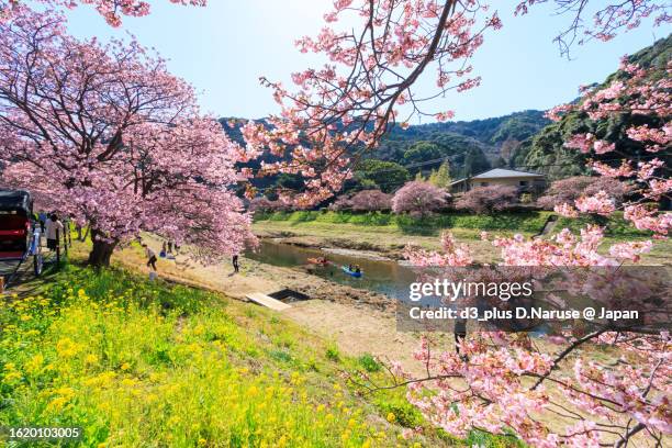 beautiful kawazu cherry blossoms and rape blossoms, south cherry blossom and field mustard festival, hinno, south izu, kamo-gun, shizuoka pref, - hangout festival day 3 stockfoto's en -beelden