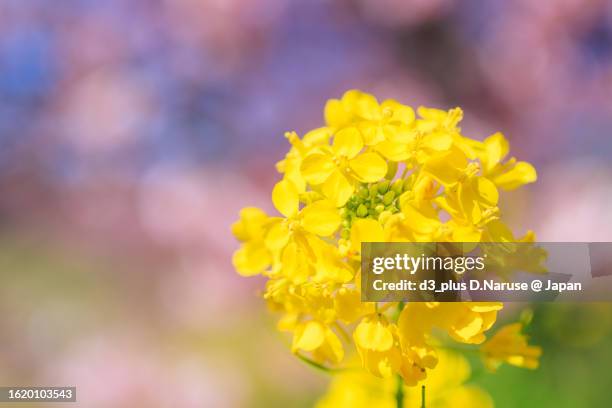 beautiful kawazu cherry blossoms and rape blossoms, south cherry blossom and field mustard festival, hinno, south izu, kamo-gun, shizuoka pref, - brassica - fotografias e filmes do acervo