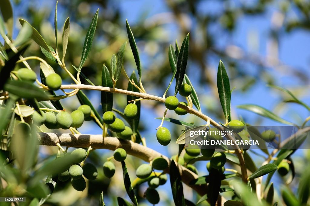 ARGENTINA-OLIVE OIL