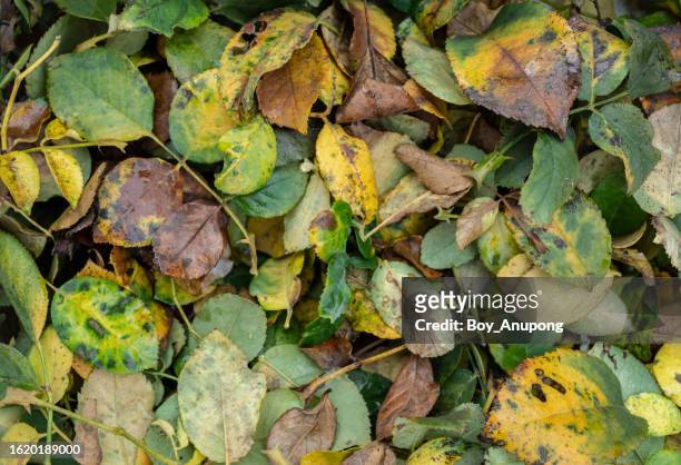 full frame shot of disease rose leaves after removing it from plant tree. - spots stock pictures, royalty-free photos & images