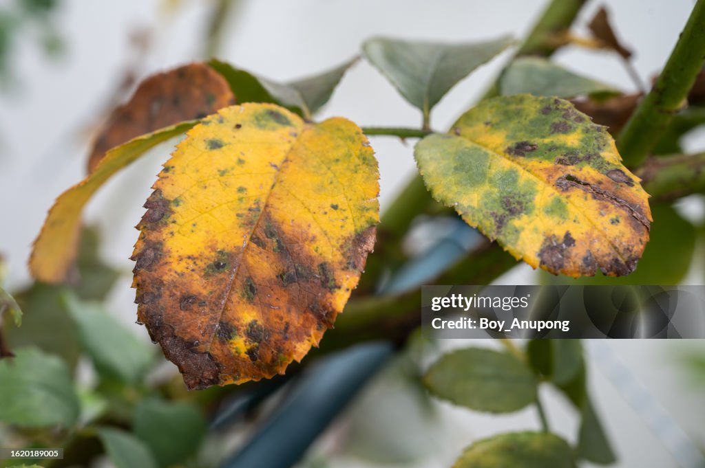 Spots On Roses Black Spot On Rose Leaves Black Spot Is A Fungal Disease That Affects ...