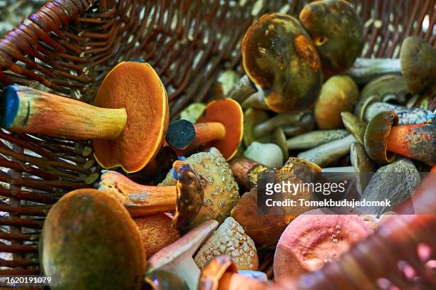mushrooms - poisonous mushroom fotografías e imágenes de stock