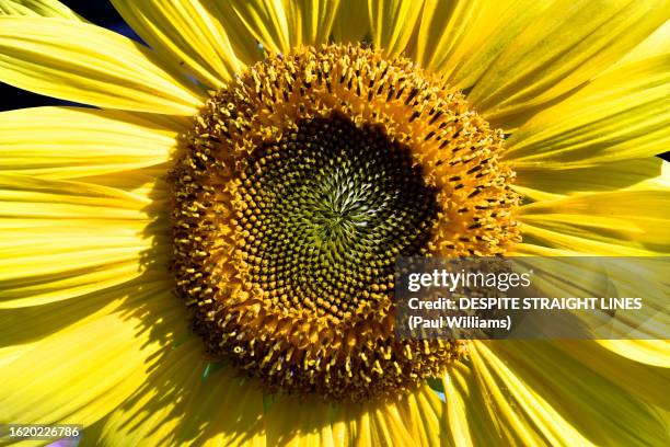 helianthus annuus (common sunflower) - girasol común fotografías e imágenes de stock