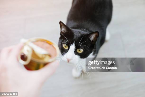 cat looking at hand holding canned food - amerikanisch kurzhaar stock-fotos und bilder