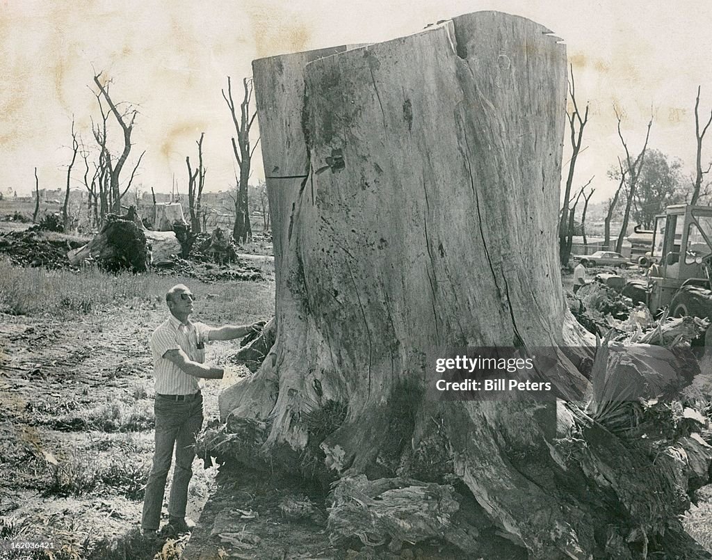 MAY 18 1976, MAY 21 1976; Giant Stumps Provide Challenge As Land Is Cleared For Lakewood Park; $ill 