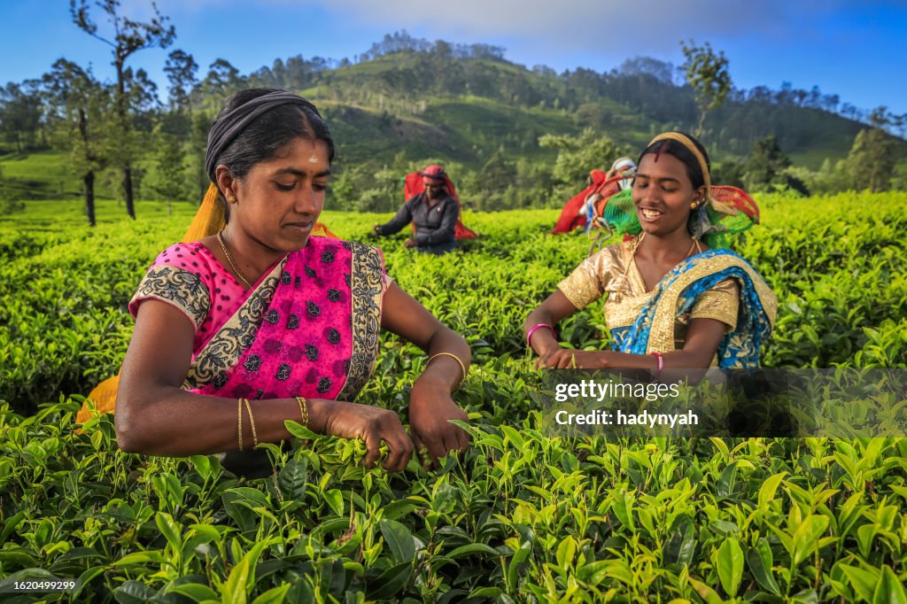 Tamil women plucking tea leaves on plantation, Ceylon