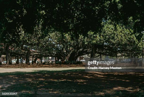 Giant Banyan tree in Lahaina, Maui, Hawaii, circa 1966.