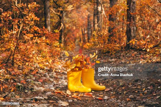 autumun card. yellow rubber rain boot with bunch of fall yellow and white orange leaves in bright day light outdoors in forest. - chrysanthemum stock pictures, royalty-free photos & images