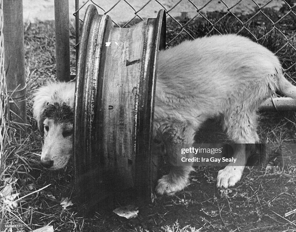 OCT 14 1974, OCT 15 1974; Puppy Learns Pitfall of Putting head where it Doesn't Belong; That conditi